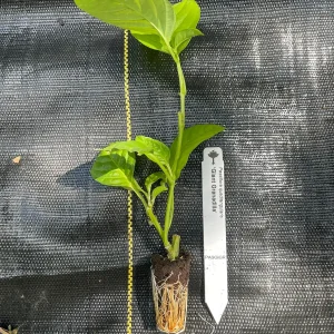 Giant Granadilla Live Plant - Passiflora quadrangularis - 6-10 inch Tall - Image 5