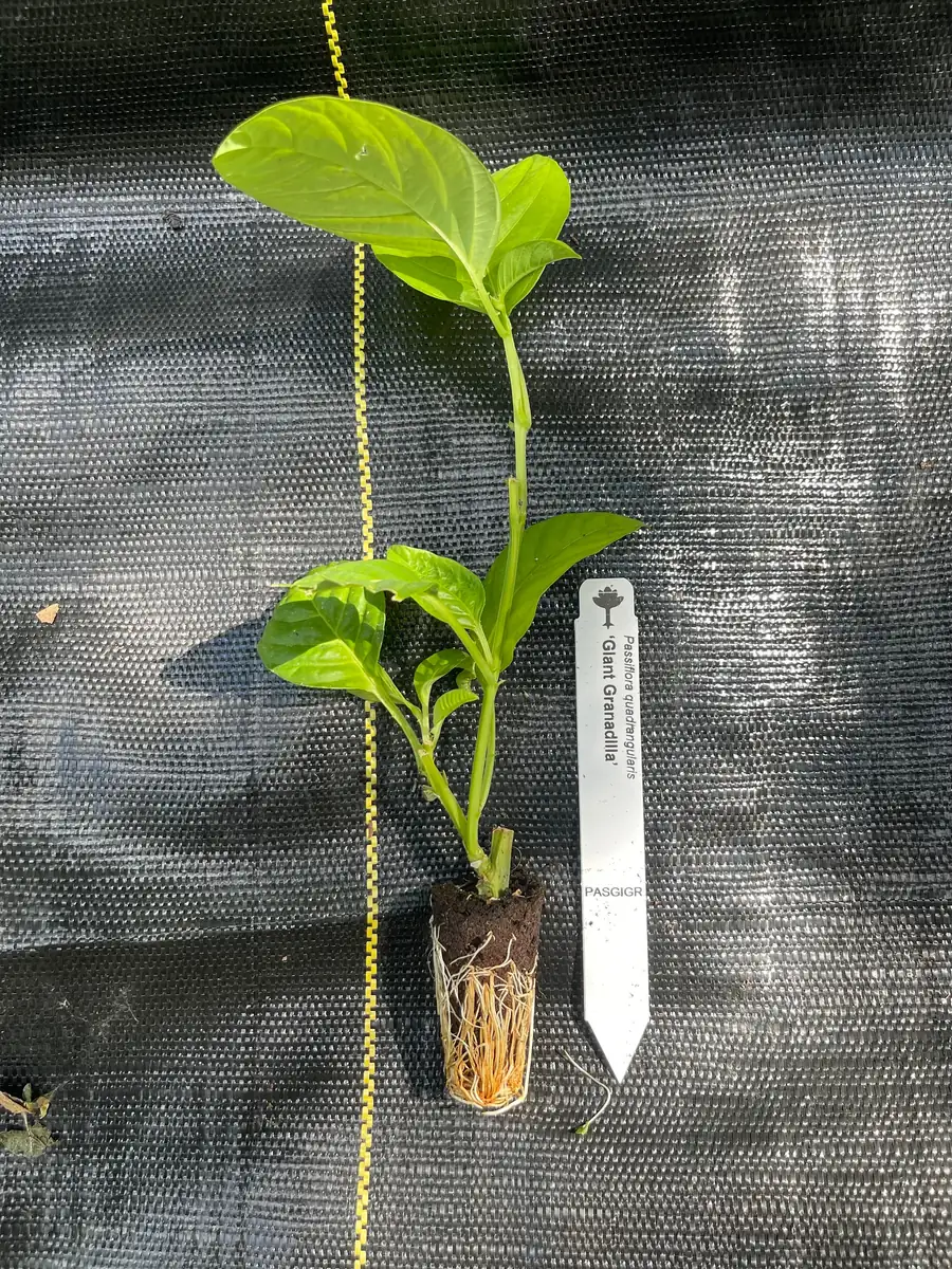 Giant Granadilla Live Plant - Passiflora quadrangularis - 6-10 inch Tall - Image 5