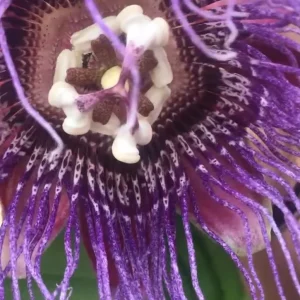 Giant Granadilla Live Plant - Passiflora quadrangularis - 6-10 inch Tall - Image 6