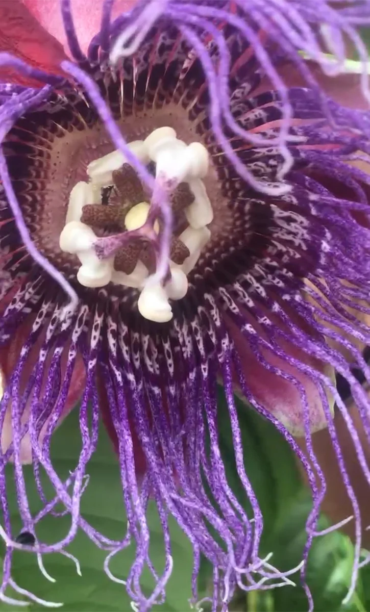 Giant Granadilla Live Plant - Passiflora quadrangularis - 6-10 inch Tall - Image 6