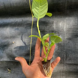 Giant Granadilla Live Plant - Passiflora quadrangularis - 6-10 inch Tall - Image 8