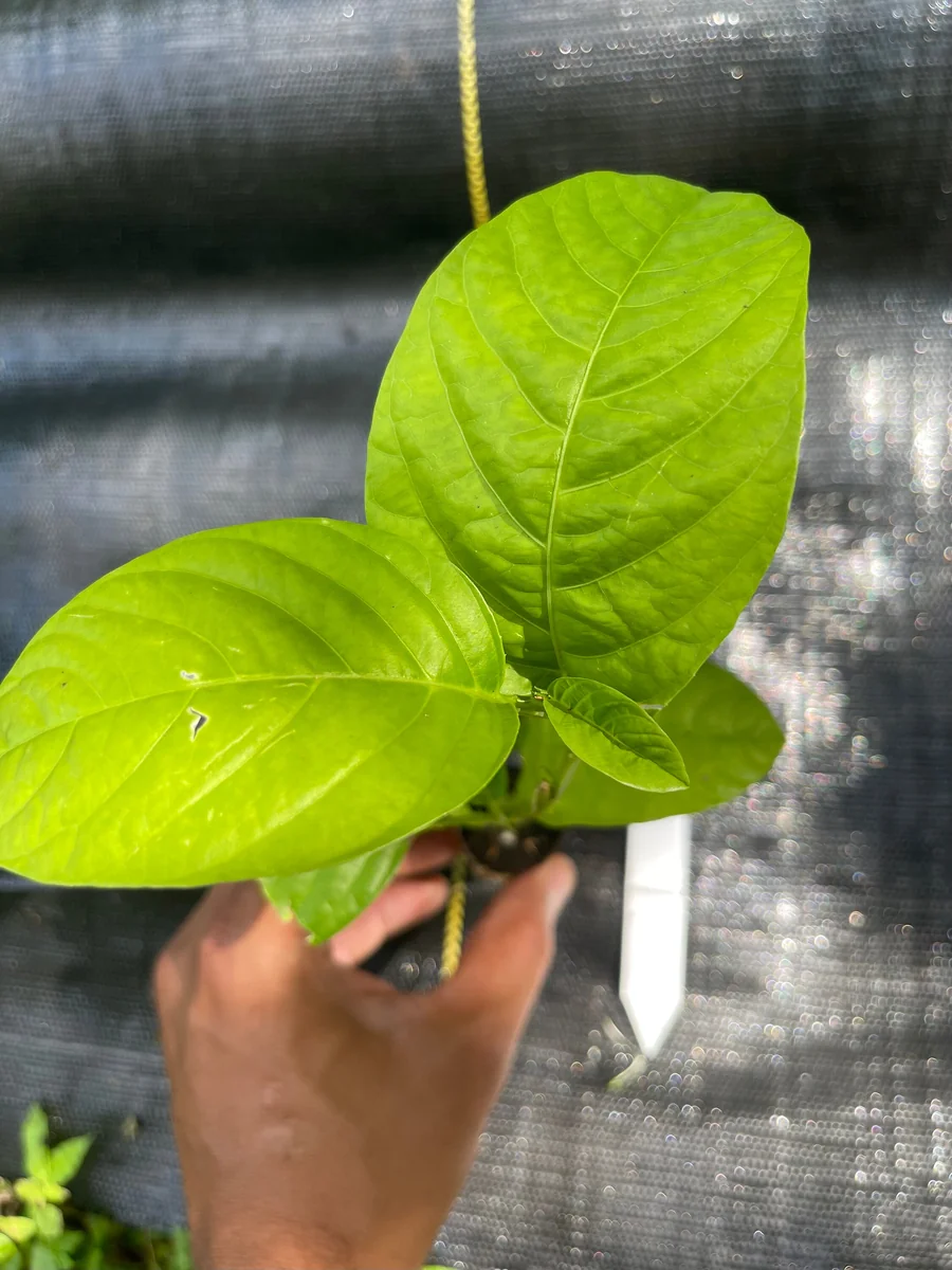Giant Granadilla Live Plant - Passiflora quadrangularis - 6-10 inch Tall - Image 9