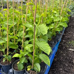 Giant Granadilla Passion Fruit Vine Live Plant – 3 Gallon Pot, 2-3 Feet Tall, Outdoor Edible Fruit - Image 3