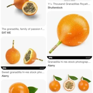 Giant Granadilla Passion Fruit Vine Live Plant – 3 Gallon Pot, 2-3 Feet Tall, Outdoor Edible Fruit - Image 1