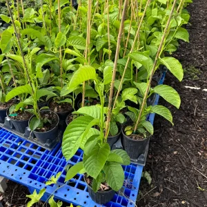 Giant Granadilla Passion Fruit Vine Live Plant – 3 Gallon Pot, 2-3 Feet Tall, Outdoor Edible Fruit - Image 4