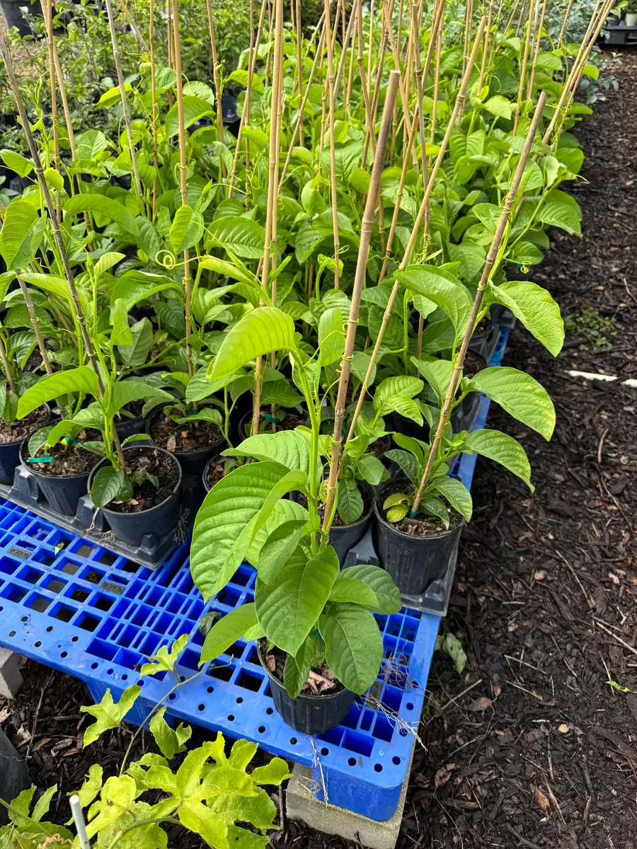 Giant Granadilla Passion Fruit Vine Live Plant – 3 Gallon Pot, 2-3 Feet Tall, Outdoor Edible Fruit - Image 4