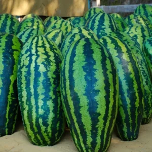 Giant Jubilee Watermelon Seeds - Heirloom Non-GMO Fruit Garden Seeds - Image 1