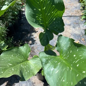 Giant White Calla Lily Live Plant - Zantedeschia Aethiopica - 1 ft Tall, 1 Gallon Pot - Image 3