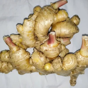 Ginger Rhizomes for Planting & Culinary Use - Edible Zingiber officinale - Image 2
