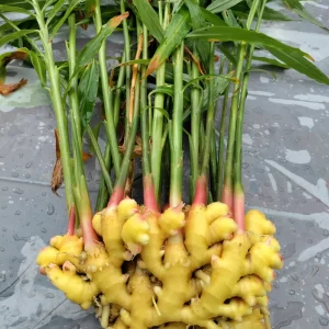 Ginger Rhizomes for Planting & Culinary Use - Edible Zingiber officinale - Image 3