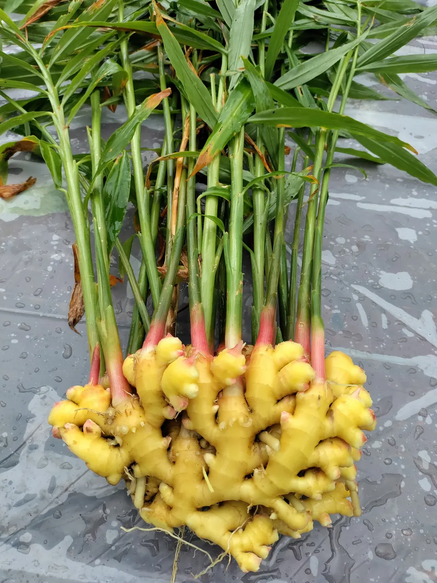 Ginger Rhizomes for Planting & Culinary Use - Edible Zingiber officinale - Image 3