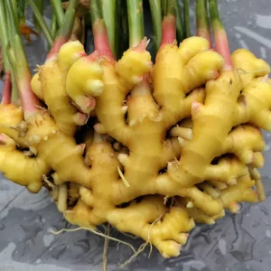 Ginger Rhizomes for Planting & Culinary Use - Edible Zingiber officinale - Image 1