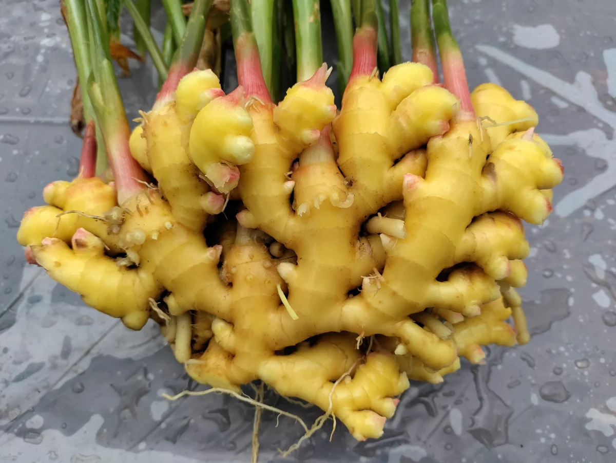 Ginger Rhizomes for Planting & Culinary Use - Edible Zingiber officinale - Image 1