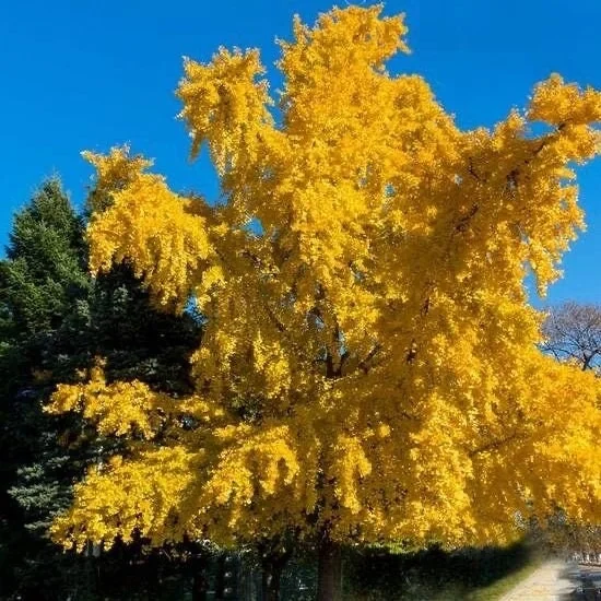 Ginkgo Biloba Live Plant – Maidenhair Tree – Quart Pot – Outdoor – USDA Zones 4-9 - Image 2