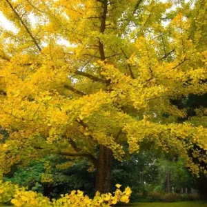 Ginkgo Biloba Live Plant – Maidenhair Tree – Quart Pot – Outdoor – USDA Zones 4-9 - Image 3