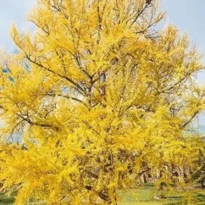 Ginkgo Biloba Live Plant – Maidenhair Tree – Quart Pot – Outdoor – USDA Zones 4-9 - Image 1