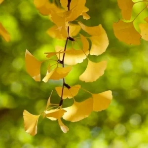 Ginkgo Biloba Live Plant – Maidenhair Tree – Quart Pot – Outdoor – USDA Zones 4-9 - Image 4