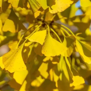 Ginkgo Biloba Live Plant - Quart Pot - Hardy Ornamental Shade Tree - Outdoor - Image 3
