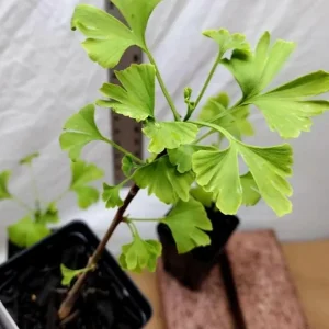 Ginkgo Biloba Live Plant - Quart Pot - Hardy Ornamental Shade Tree - Outdoor - Image 6