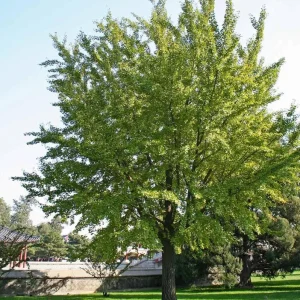 Ginkgo Biloba Live Plant - Quart Pot - Hardy Ornamental Shade Tree - Outdoor - Image 7
