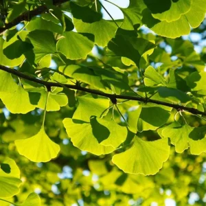 Ginkgo Biloba Live Plant - Quart Pot - Hardy Ornamental Shade Tree - Outdoor - Image 9