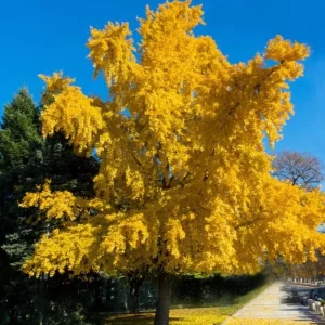 Ginkgo Biloba Live Tree – Maidenhair Tree, Quart Pot, 6-12 inches, Outdoor - Image 10