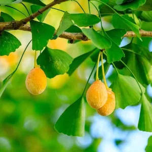 Ginkgo Biloba Live Tree – Maidenhair Tree, Quart Pot, 6-12 inches, Outdoor - Image 4