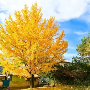 Ginkgo Biloba Live Tree – Maidenhair Tree, Quart Pot, 6-12 inches, Outdoor - Image 5