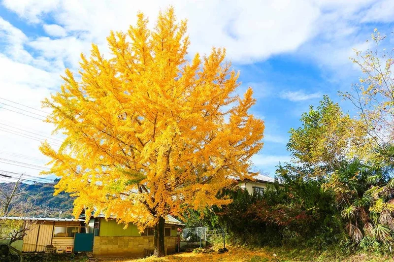 Ginkgo Biloba Live Tree – Maidenhair Tree, Quart Pot, 6-12 inches, Outdoor - Image 5