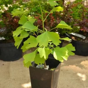 Ginkgo Biloba Live Tree – Maidenhair Tree, Quart Pot, 6-12 inches, Outdoor - Image 6
