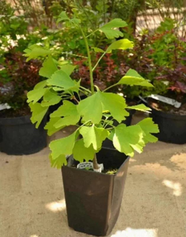 Ginkgo Biloba Live Tree – Maidenhair Tree, Quart Pot, 6-12 inches, Outdoor - Image 6