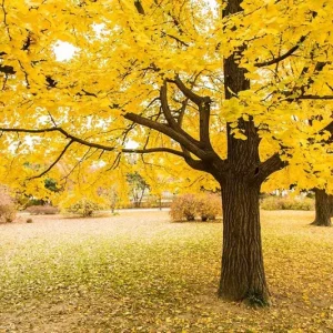 Ginkgo Biloba Live Tree – Maidenhair Tree, Quart Pot, 6-12 inches, Outdoor - Image 1