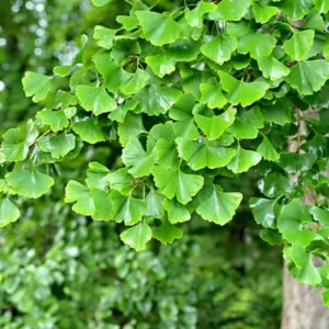 Ginkgo Biloba Live Tree – Maidenhair Tree, Quart Pot, 6-12 inches, Outdoor - Image 7