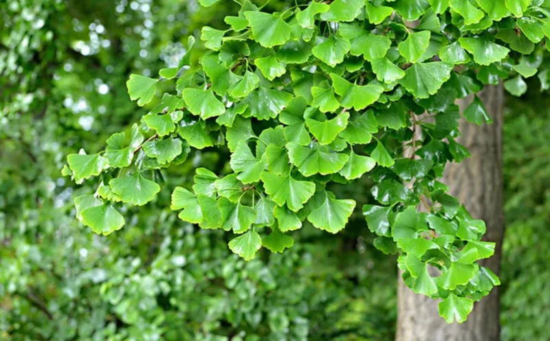 Ginkgo Biloba Live Tree – Maidenhair Tree, Quart Pot, 6-12 inches, Outdoor - Image 7