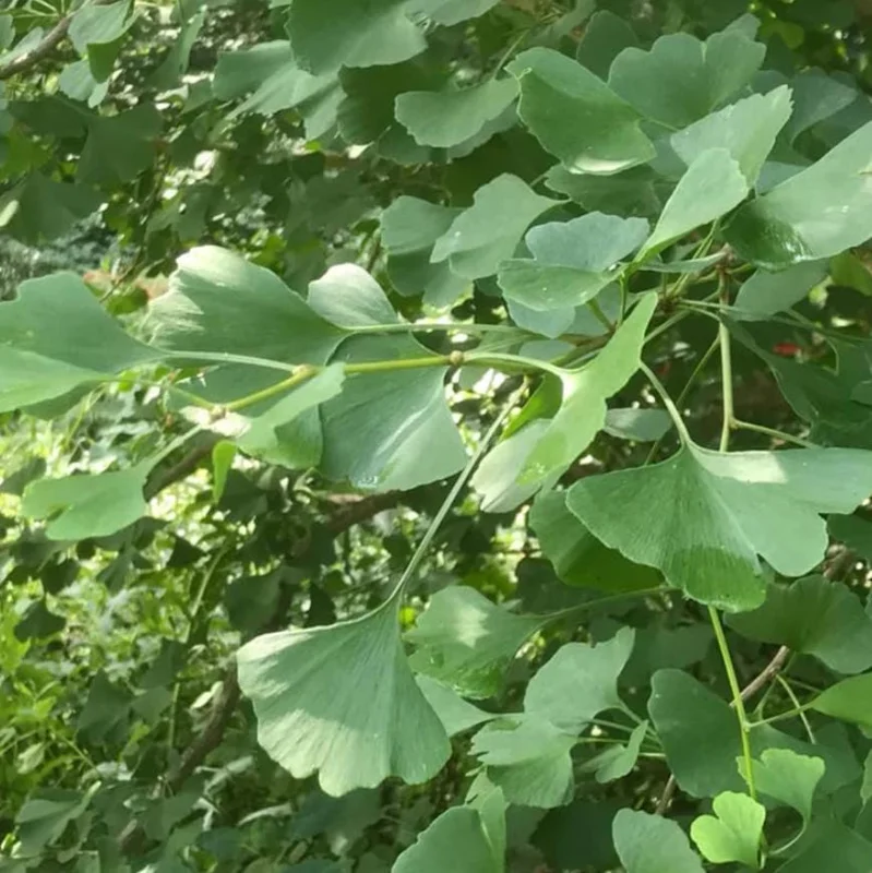 Ginkgo Biloba Live Tree – Maidenhair Tree, Quart Pot, 6-12 inches, Outdoor - Image 8