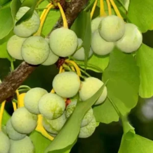 Ginkgo Biloba Live Tree – Maidenhair Tree, Quart Pot, 6-12 inches, Outdoor - Image 9