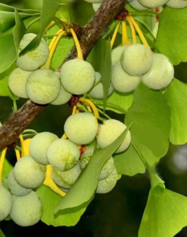 Ginkgo Biloba Live Tree – Maidenhair Tree, Quart Pot, 6-12 inches, Outdoor - Image 9