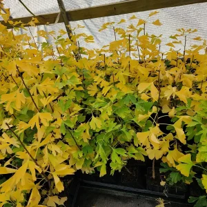 Ginkgo Biloba Live Tree Plant - 4 inch Container - Zones 3-8 - Image 3
