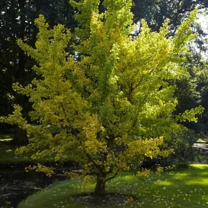 Ginkgo Biloba (Maidenhair)Tree in Quart Pot 18' Heigh - Image 3