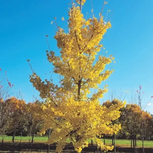 Ginkgo Biloba (Maidenhair)Tree in Quart Pot 18' Heigh - Image 1