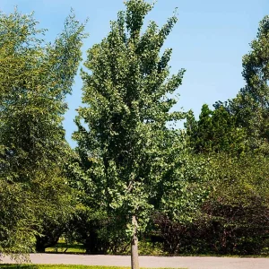 Ginkgo Biloba (Maidenhair)Tree in Quart Pot 18' Heigh - Image 4