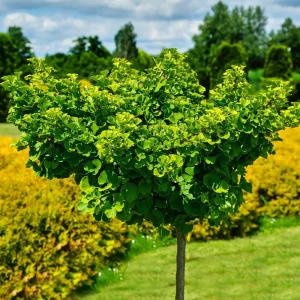 Ginkgo Biloba (Maidenhair)Tree in Quart Pot 18' Heigh - Image 5