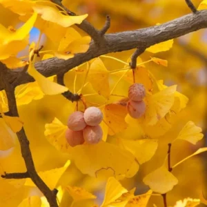 Ginkgo Live Tree – Maidenhair Tree – 6-12" Tall – 1 Quart Pot – Deciduous - Image 2