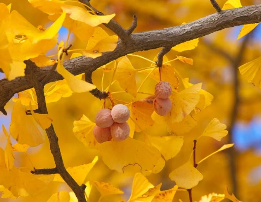 Ginkgo Live Tree – Maidenhair Tree – 6-12" Tall – 1 Quart Pot – Deciduous - Image 2