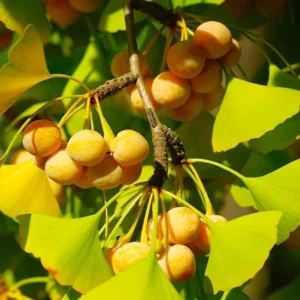 Ginkgo Live Tree – Maidenhair Tree – 6-12