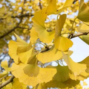 Ginkgo Live Tree – Maidenhair Tree – 6-12" Tall – 1 Quart Pot – Deciduous - Image 1