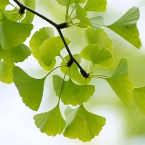 Ginkgo Live Tree – Maidenhair Tree – 6-12