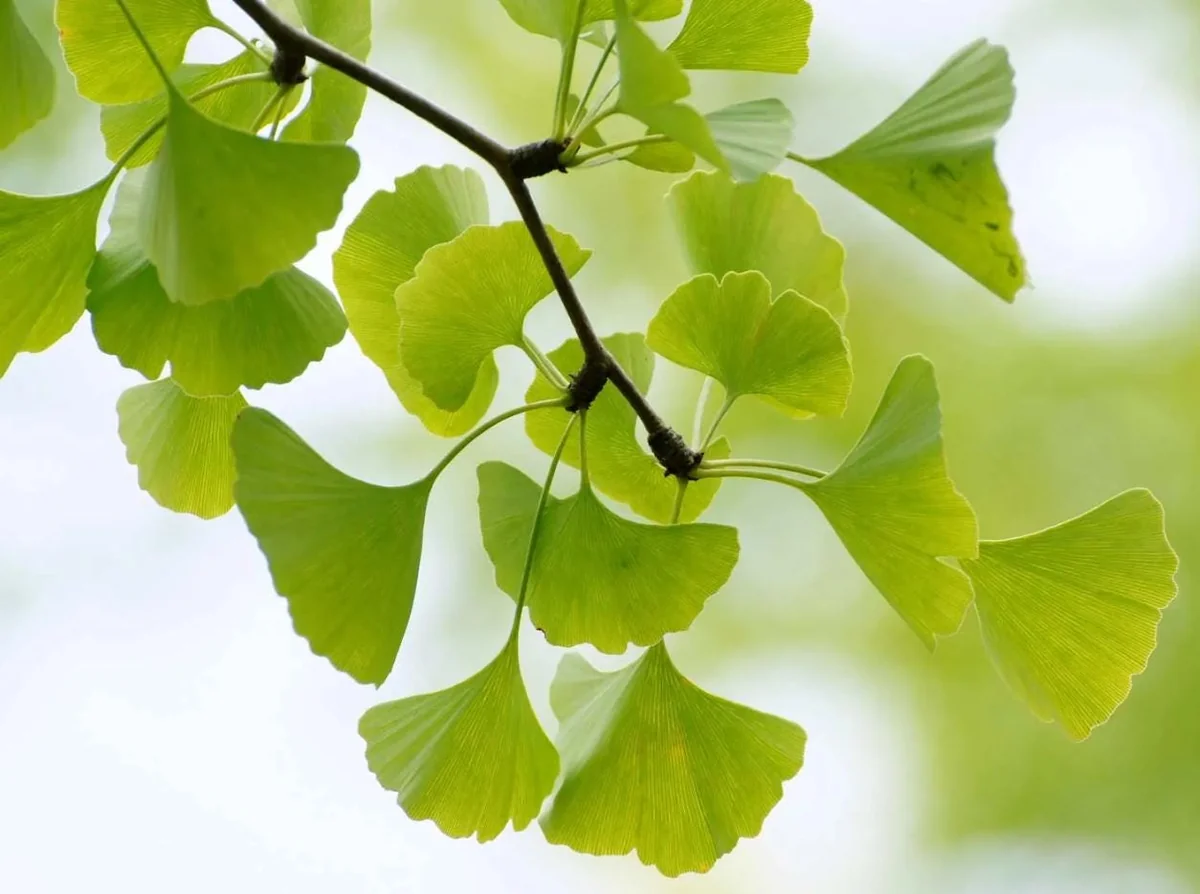 Ginkgo Live Tree – Maidenhair Tree – 6-12" Tall – 1 Quart Pot – Deciduous - Image 4