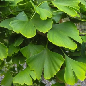 Ginkgo Live Tree – Maidenhair Tree – 6-12