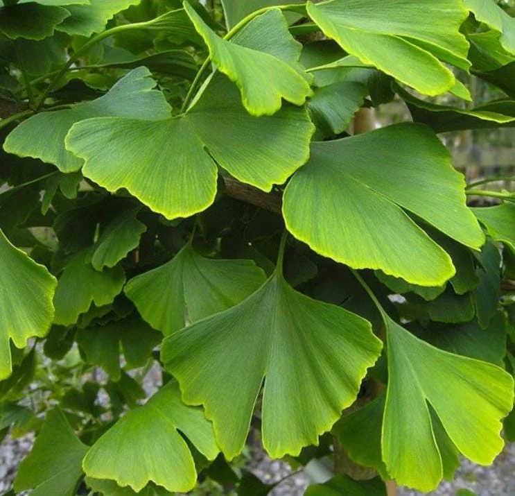 Ginkgo Live Tree – Maidenhair Tree – 6-12" Tall – 1 Quart Pot – Deciduous - Image 5